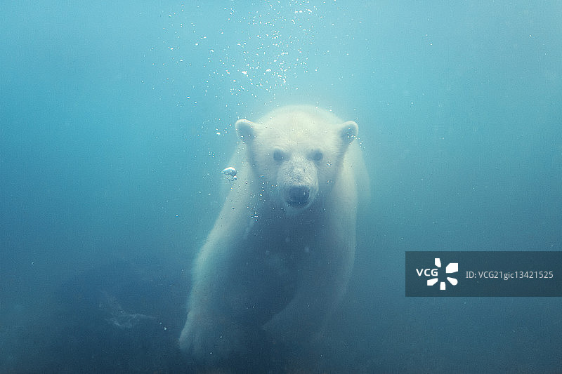 北極熊在水下游泳。圖片素材