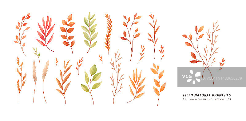 手繪矢量水彩插圖。植物剪貼畫(葉，花，草藥，樹枝)。干燥的印花。秋季花藝設計元素。非常適合做婚禮請柬，卡片，印刷品圖片素材