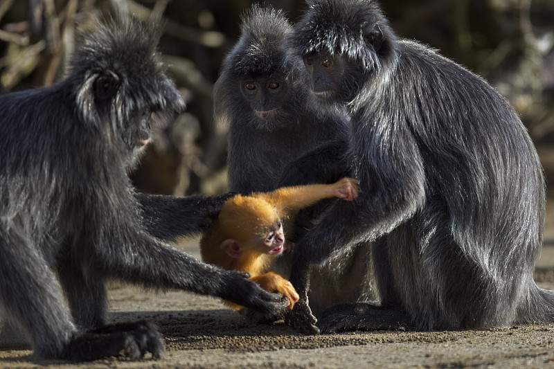 2周大的小葉猴在爭奪幼仔。巴科國家公園，沙撈越，馬來西亞，婆羅洲。圖片素材