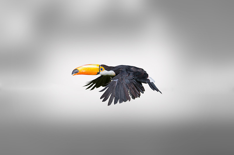 巨嘴鸟，一种热带鸟类图片下载