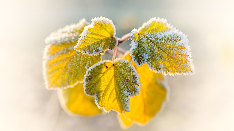 冰凍的秋葉-近距離-淺深度的領域圖片素材