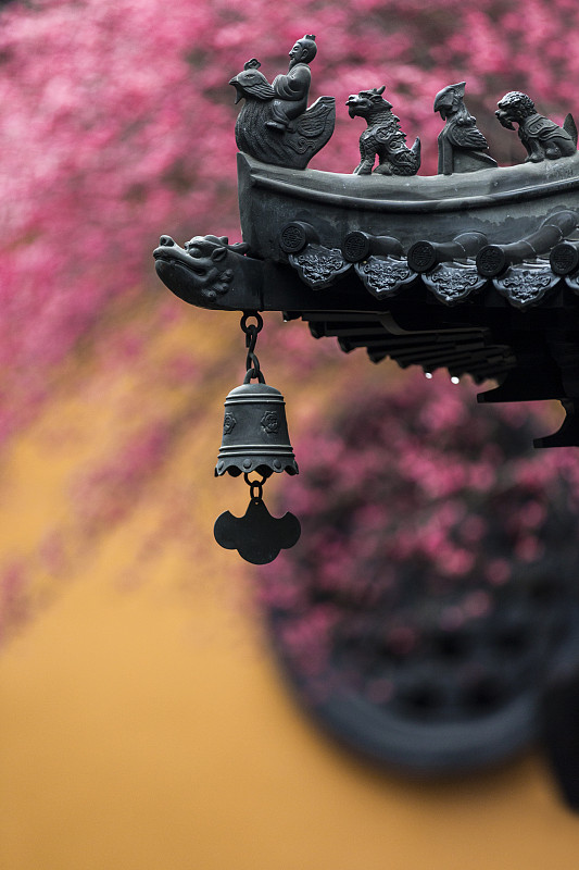 浙江湖州寺庙内的梅花图片