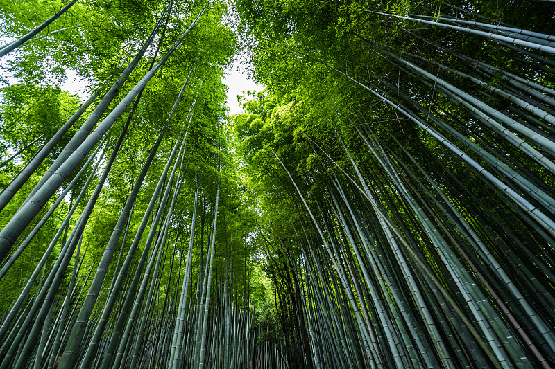 京都嵐山的竹林圖片素材