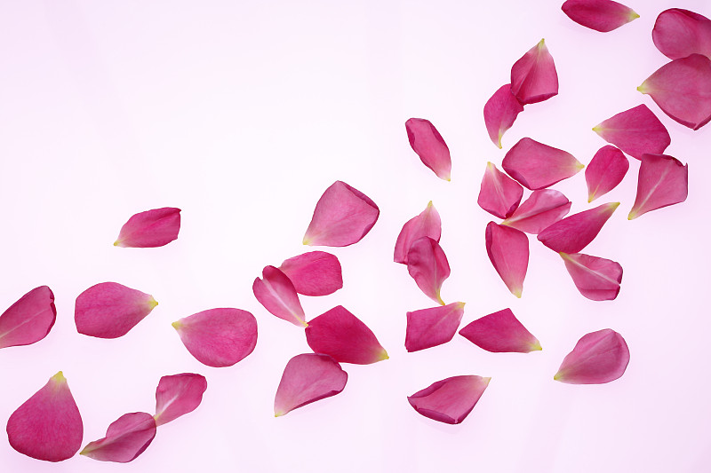 散落著芬芳的粉紅玫瑰花瓣，羅莎·格特魯德·杰基爾。圖片素材