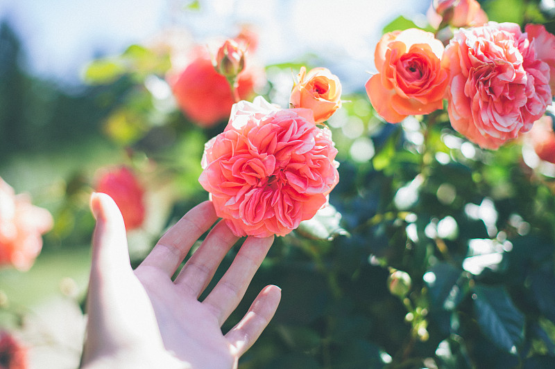 年轻女子的手捧着美丽的粉红色玫瑰在夏天的花园图片下载