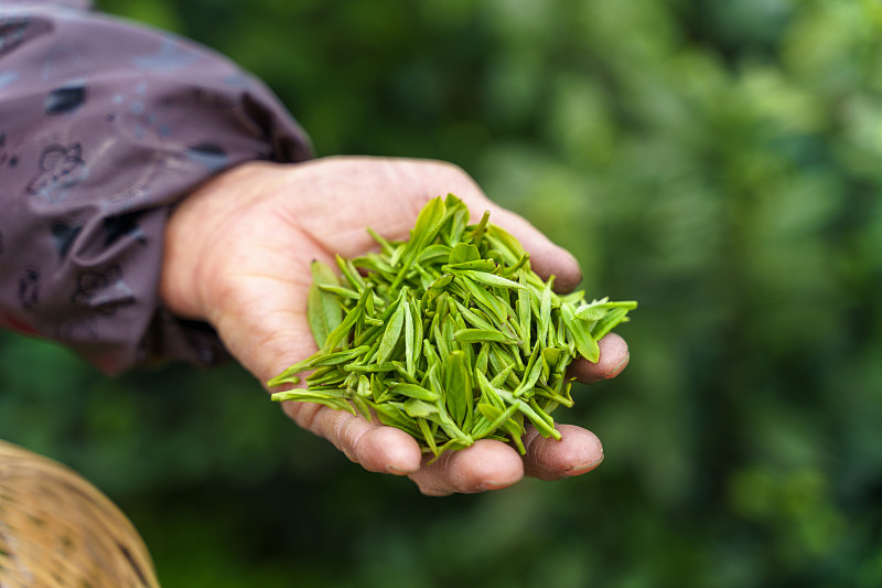 茶農采摘茶葉手部特寫圖片素材
