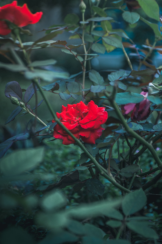 紅色玫瑰特寫圖片素材