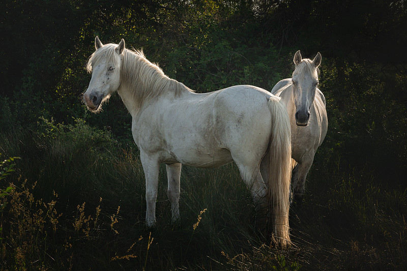 兩匹馬的特寫圖片素材