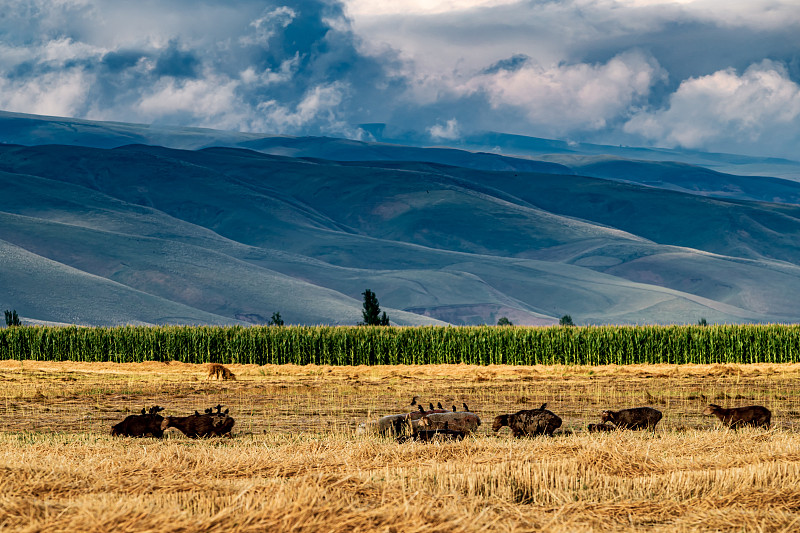 新疆伊犁那拉提空中草原风光图片