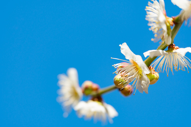 特寫的白色櫻花對清澈的藍色天空圖片素材