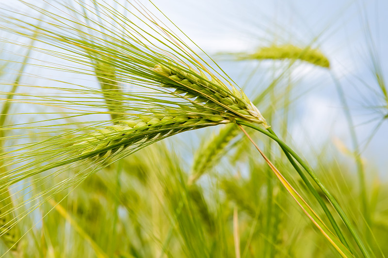 Close-up of wheat growing on field,Fawn Creek,Kansas,United States,USA圖片素材