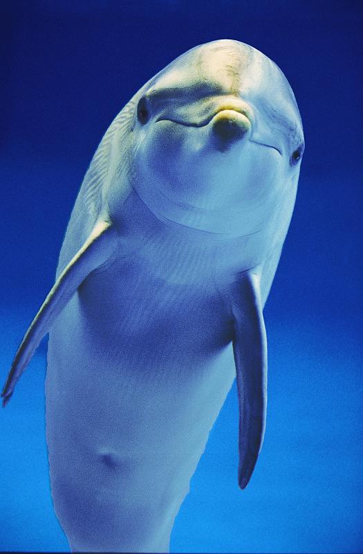 宽吻海豚，宽吻海豚，海豚，海洋哺乳动物，动物，哺乳动物，鲸鱼，齿鲸，宽吻海豚图片下载