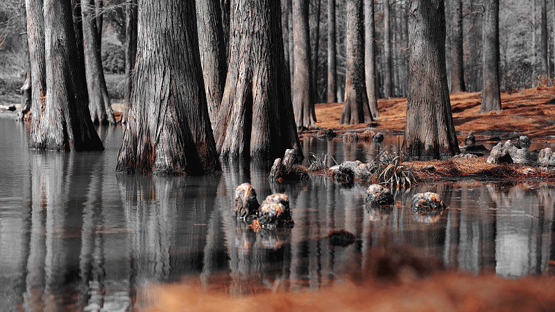 林中樹木映襯下的湖景圖片下載