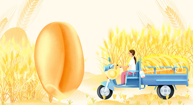 世界糧食日中國農民小麥豐收麥粒插畫圖片