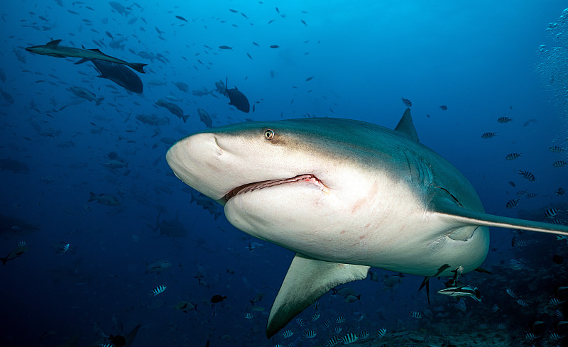 鲨鱼，大海中的顶级猎手图片下载