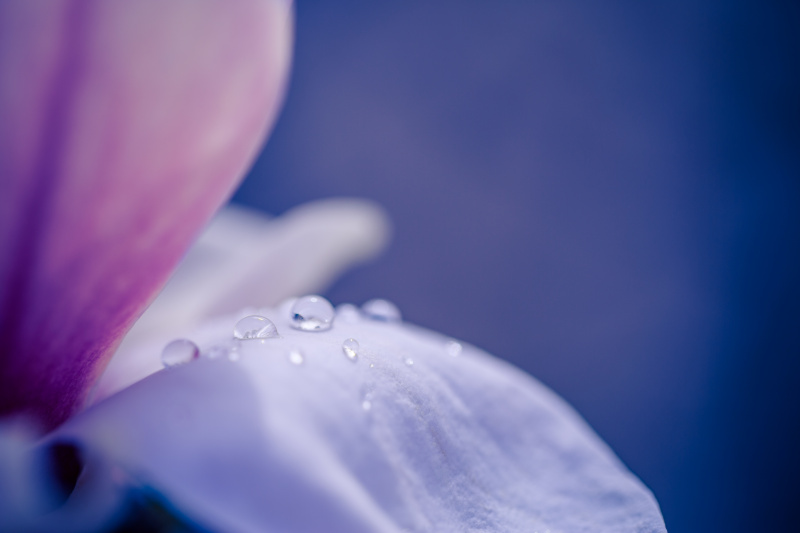 美丽的水滴在粉红色的花瓣上，超级宏观图片下载
