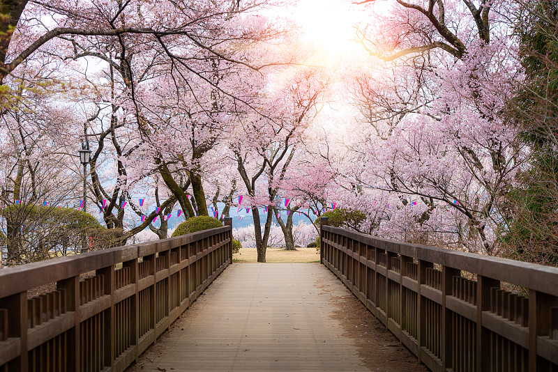 4月，日本长野县春日，樱花盛开，木桥栈道上挂满灯笼。图片下载