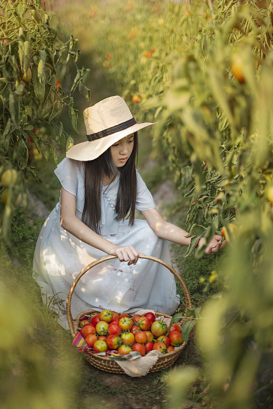 高視角的女孩采摘西紅柿在農場圖片素材