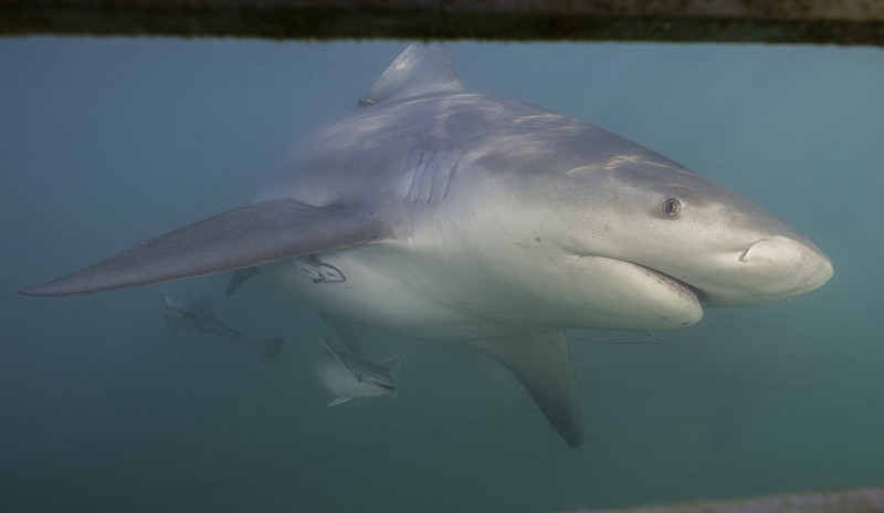 巴哈马比米尼港的牛鲨特写.图片