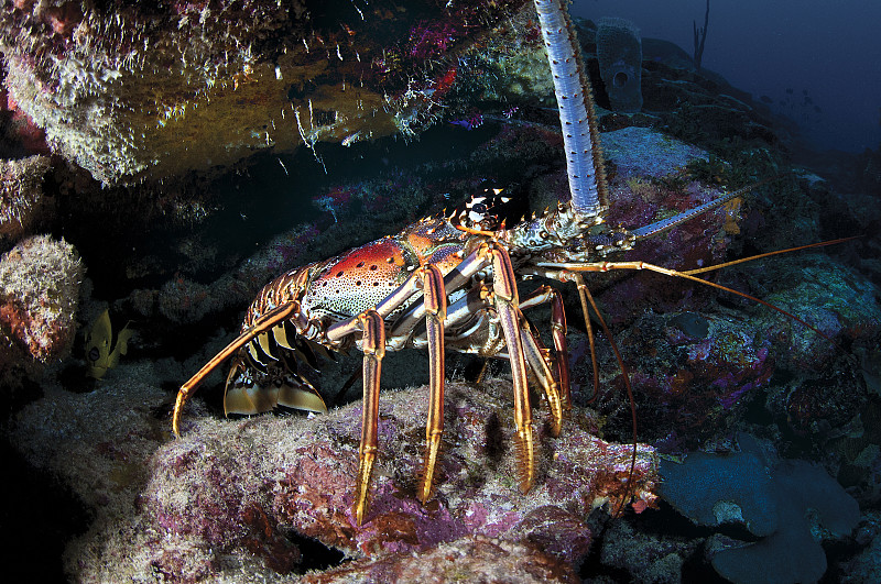 一個彩色的龍蝦。博內爾島珊瑚礁圖片素材