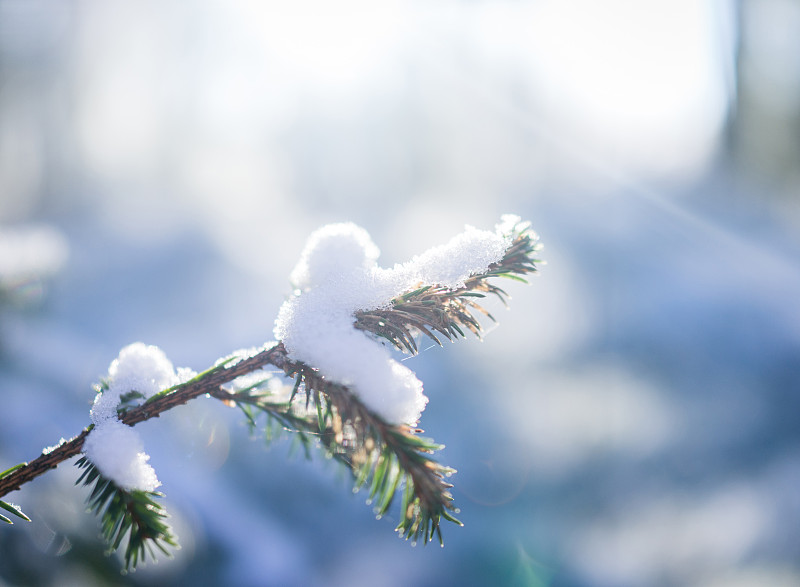 冬天的松樹樹枝上覆蓋著雪圖片素材