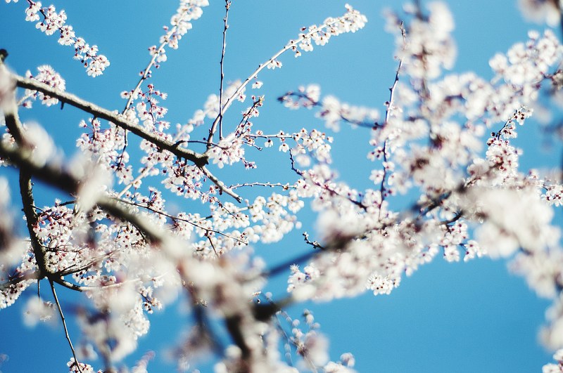 低角度的櫻花對藍色的天空圖片素材