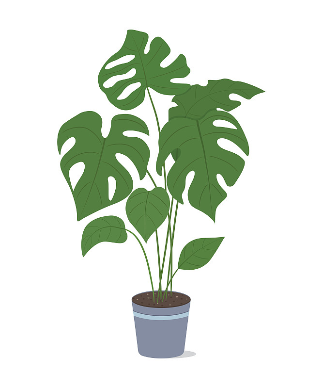 矢量圖形插圖與熱帶綠色植物插畫圖片