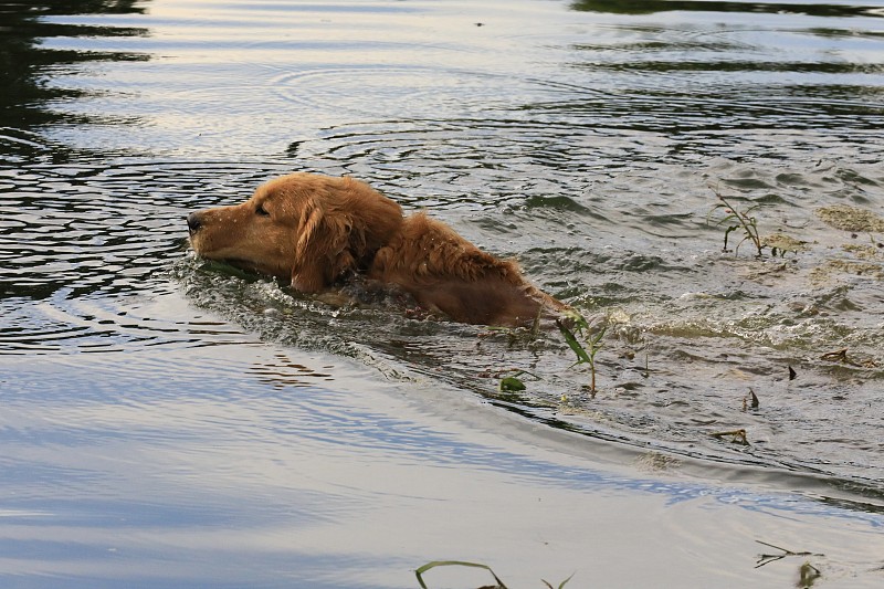 狗在水里蕩水攝影圖片