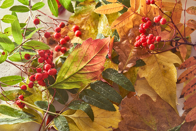 秋天的背景與不同的色彩繽紛的樹葉，羅文漿果和復制空間。秋季背景，選擇性聚焦在綠紅的野葡萄葉。攝影圖片
