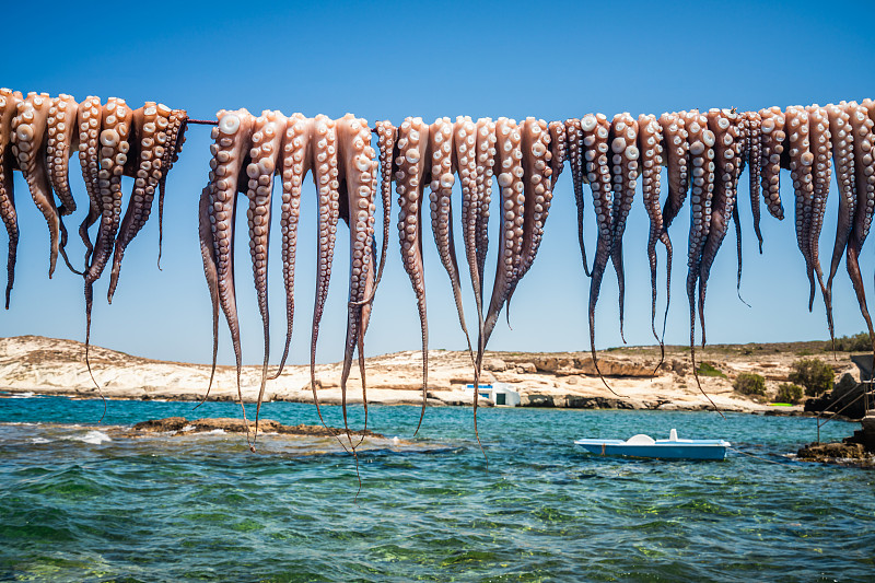 新鮮的章魚掛在海邊晾曬，希臘攝影圖片
