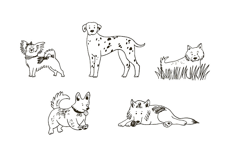 犬類:達爾馬提亞，柯基，西部高地白梗，蝴蝶犬，牧羊犬線插圖矢量集。插畫圖片