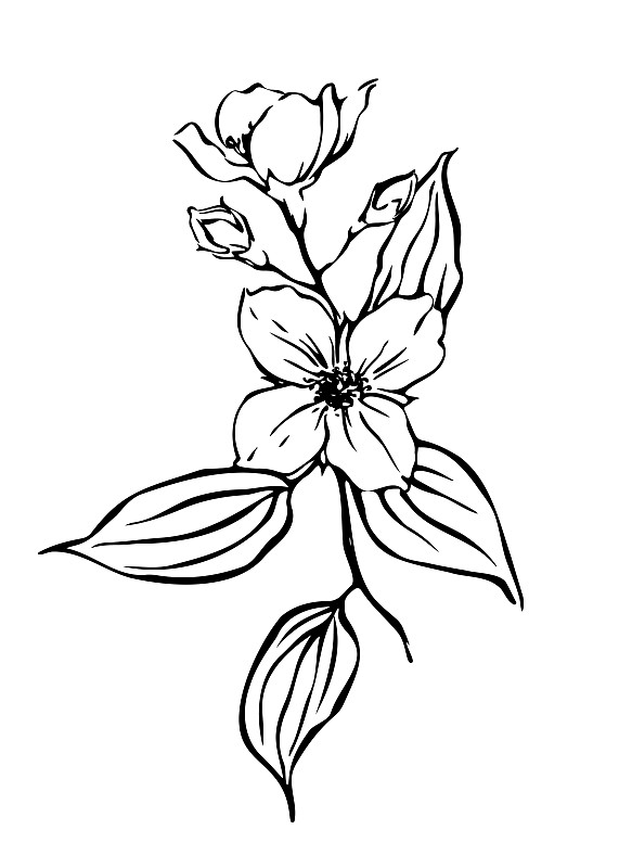 手工繪制的茉莉花植物插畫插畫圖片