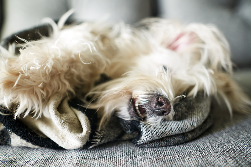 可愛的毛茸茸的白狗躺在床上的毛毯在家里圖片下載