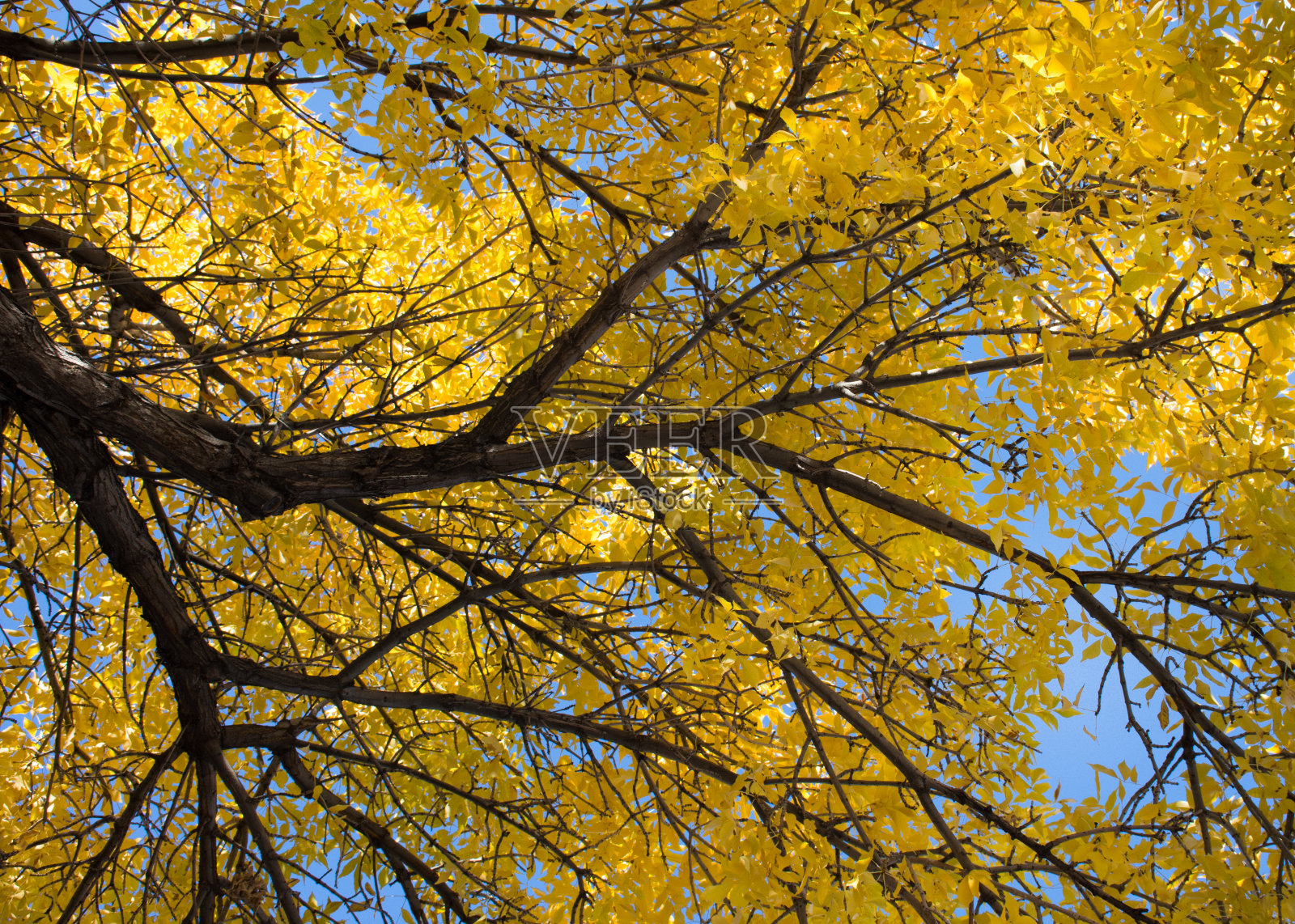 榆树与秋天的叶子从下面照片摄影图片