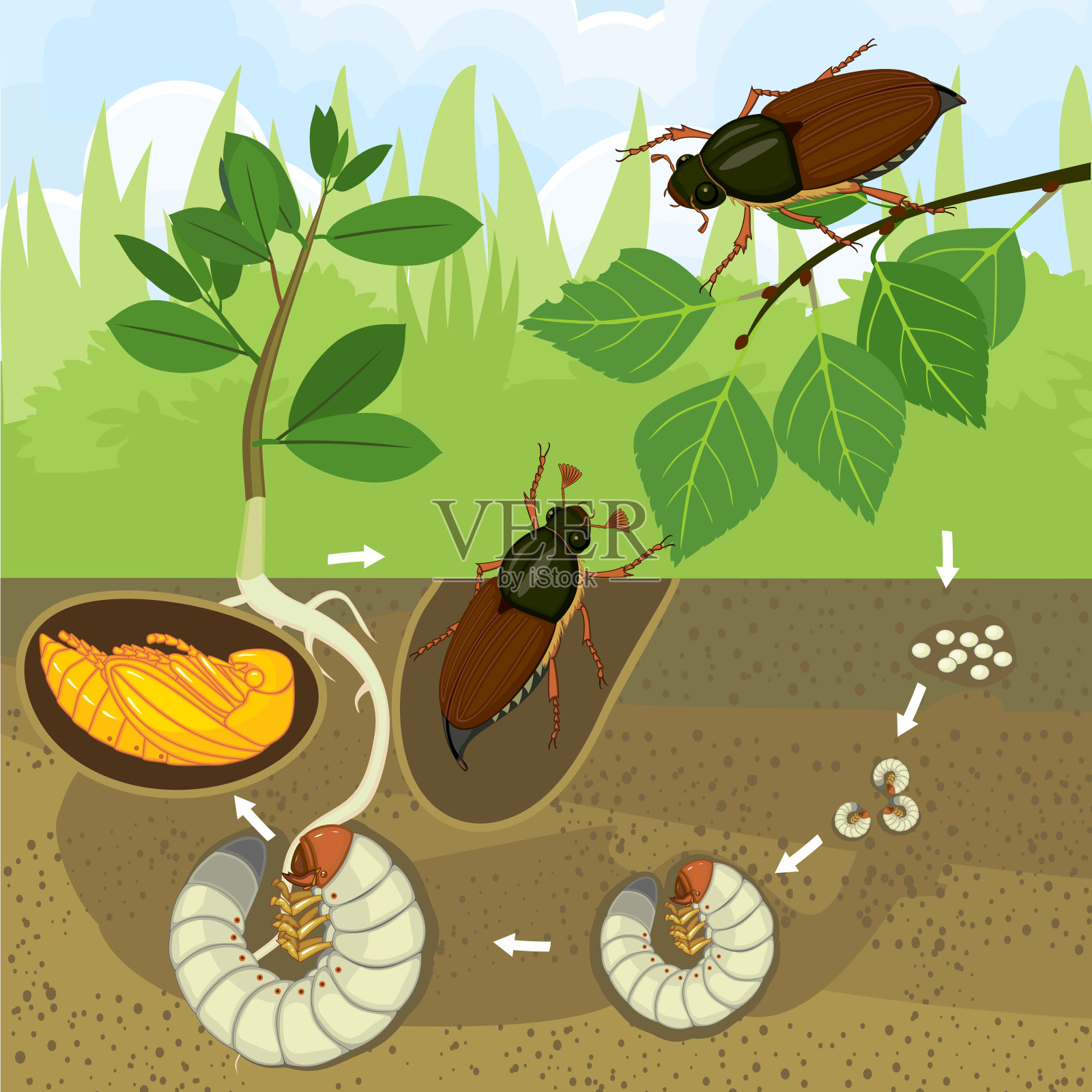 金龟子的生命周期。花园中金龟子从卵到成虫的发育阶段顺序插画图片素材