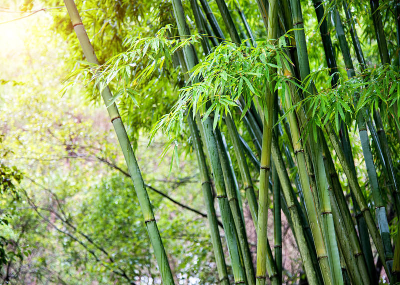 綠色的竹子樹圖片素材