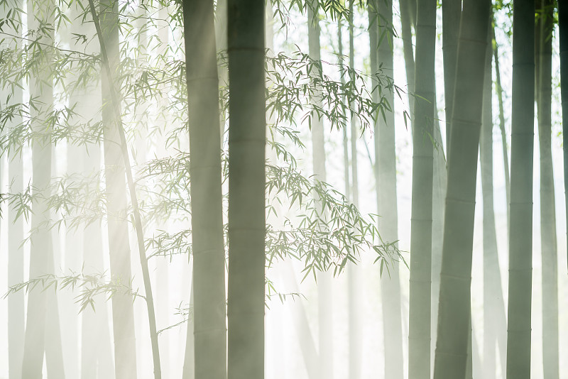 陽光下的竹林薄霧圖片素材