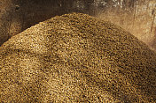 在酿造过程中使用的一堆废谷物的特写。图片素材