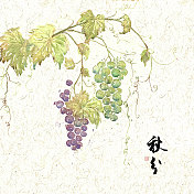 插画二十四节气果蔬系列之秋分葡萄图片素材