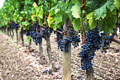 Grapevines in a vineyard图片素材