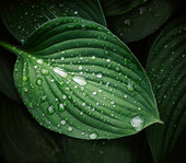 雨季湿植物叶片特写图片素材