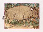 森林里的猪，代表中国猪年图片素材