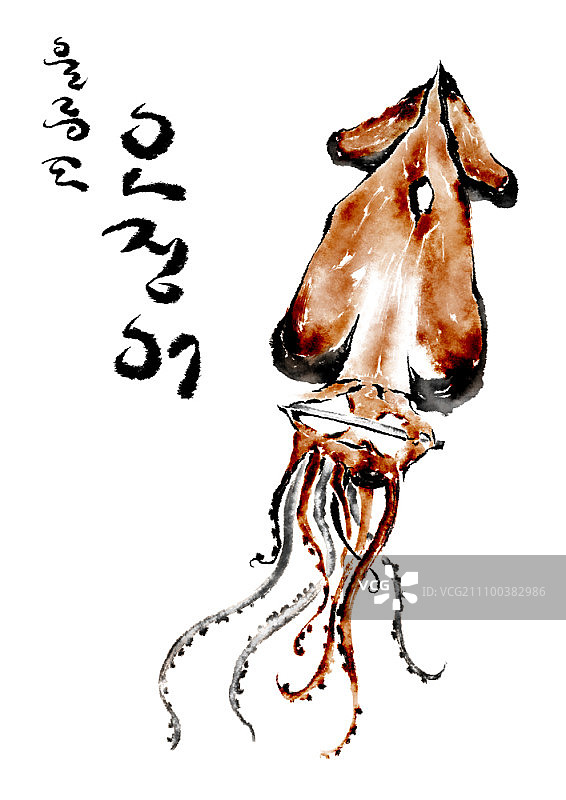 韩文鱿鱼图片素材