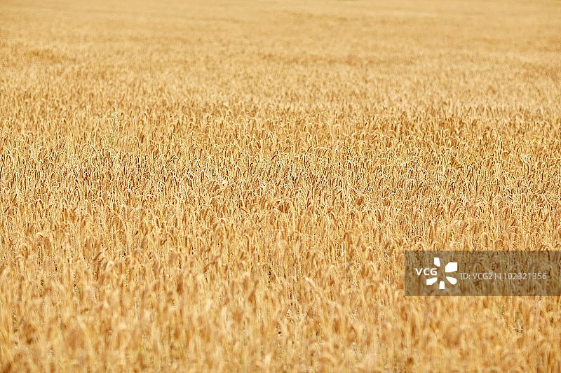自然，夏季，收获和农业概念-接近与成熟的黑麦或小麦的小穗谷地图片素材