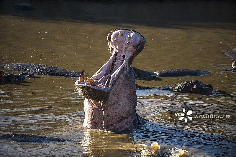 在坦桑尼亚的塞伦盖蒂，一只河马从沼泽地里抬起头来图片素材