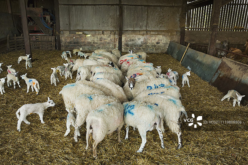 一群羊和刚出生的小羊羔，身上涂着蓝色数字，站在马厩的稻草上。图片素材