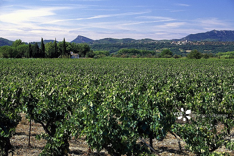 法国朗格多克的葡萄园图片素材
