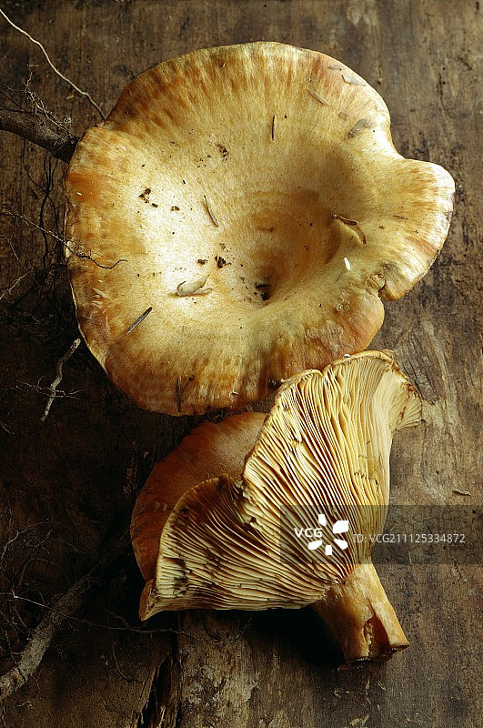 藏红花牛奶帽蘑菇图片素材