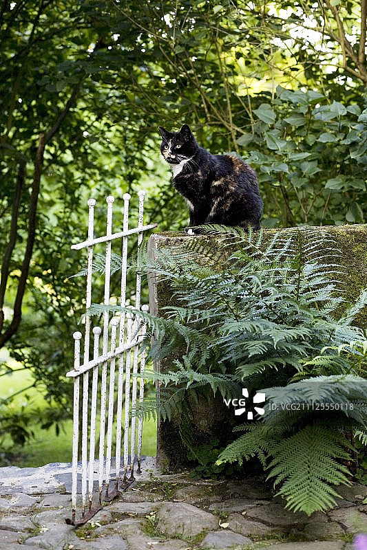 猫坐在有白色铁门的石墙上，在密植的花园里图片素材