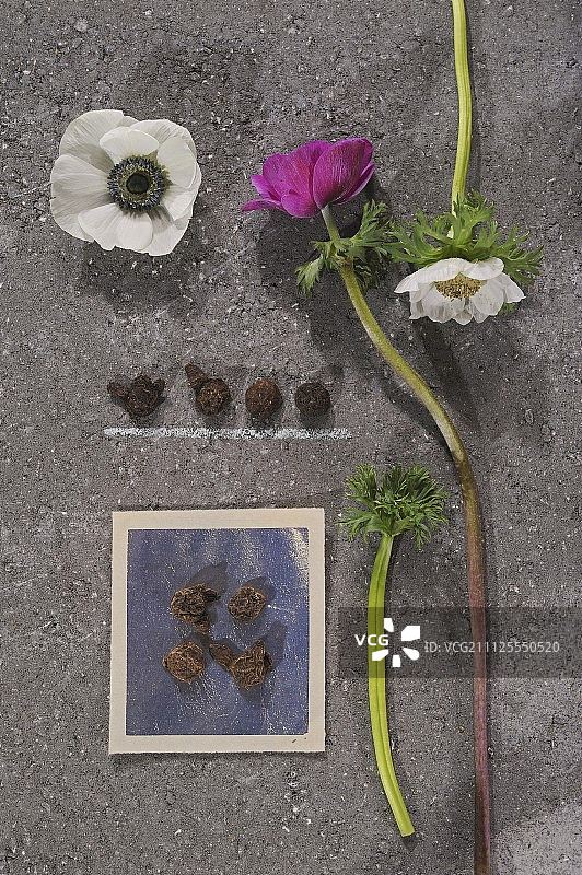 石板上的不同颜色的银莲花和小块茎图片素材